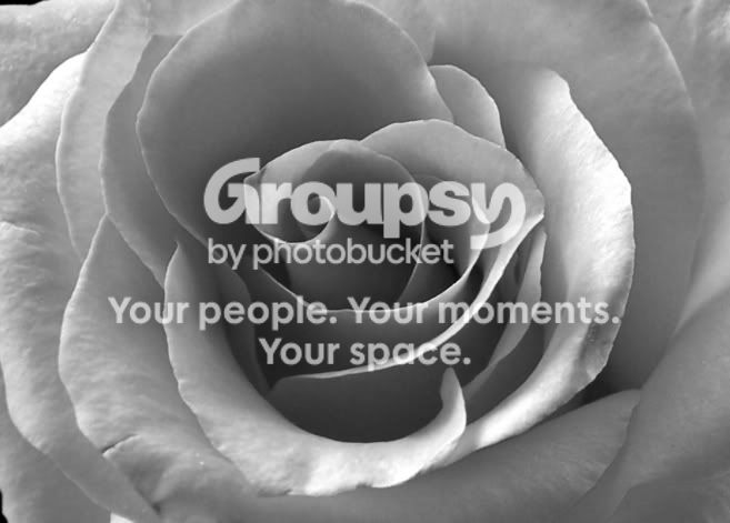 rose-bw.jpg