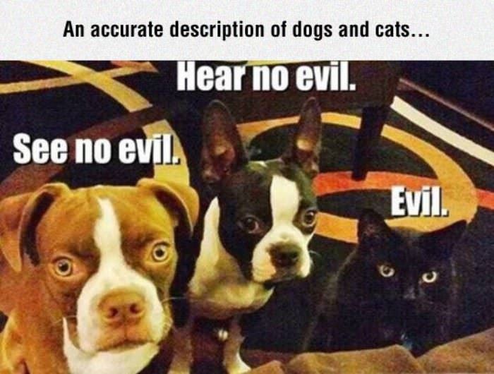 accurate_description_for_dogs_and_cats.jpg