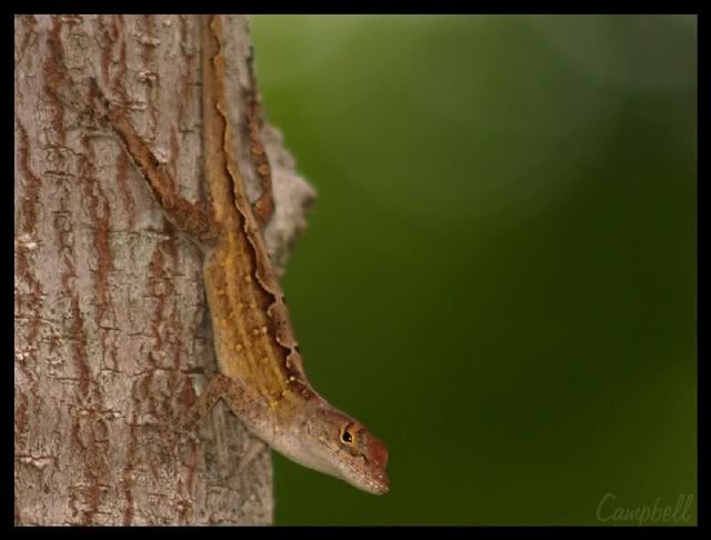 Lizard.jpg