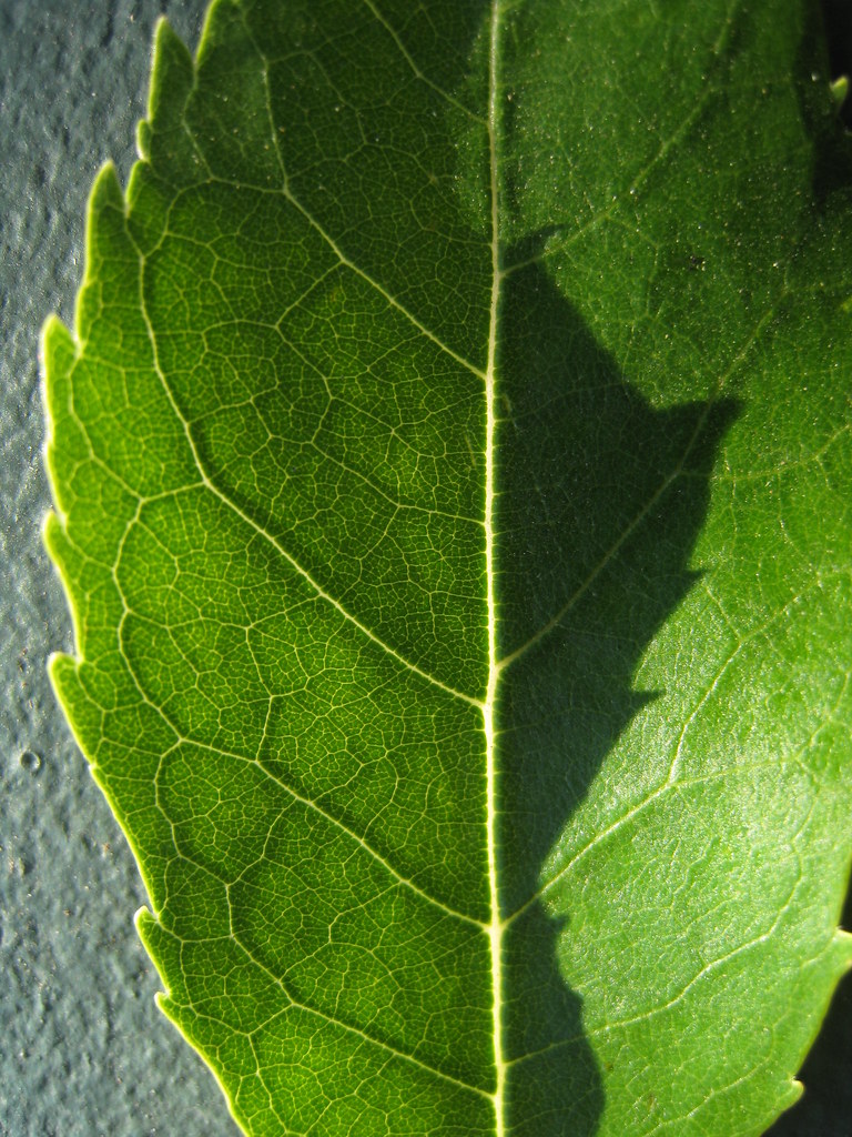 2788802324_324c4d1975_b.jpg