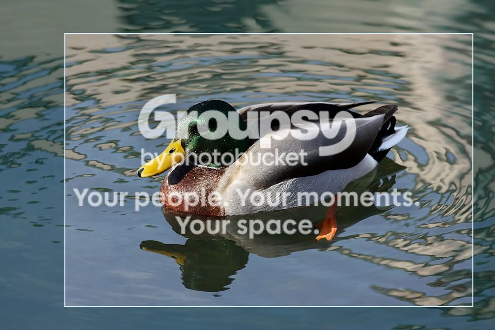 Mallard6.jpg