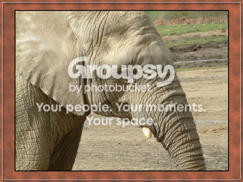 elephant2.jpg