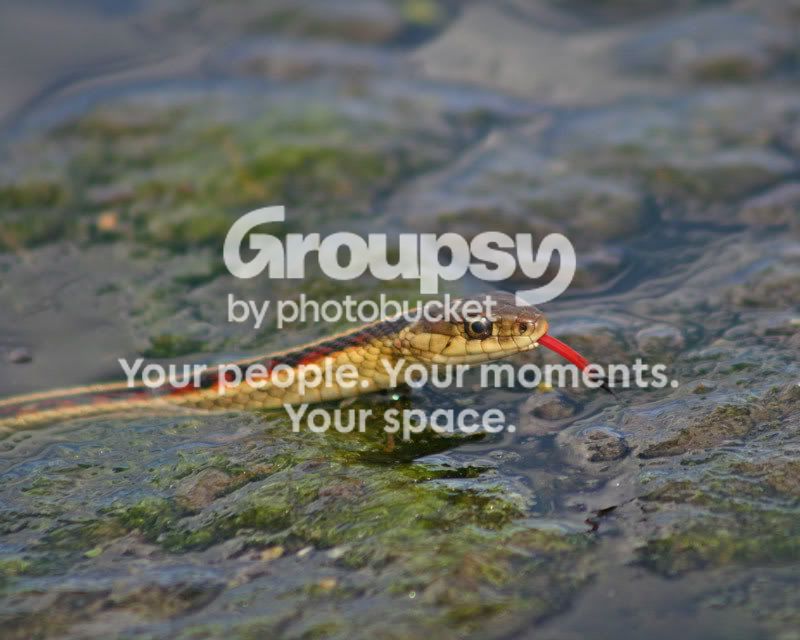 garter-snake.jpg