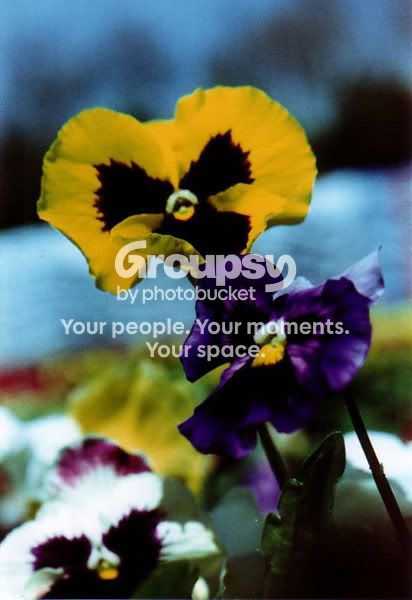 xprocpansies_cropped.jpg