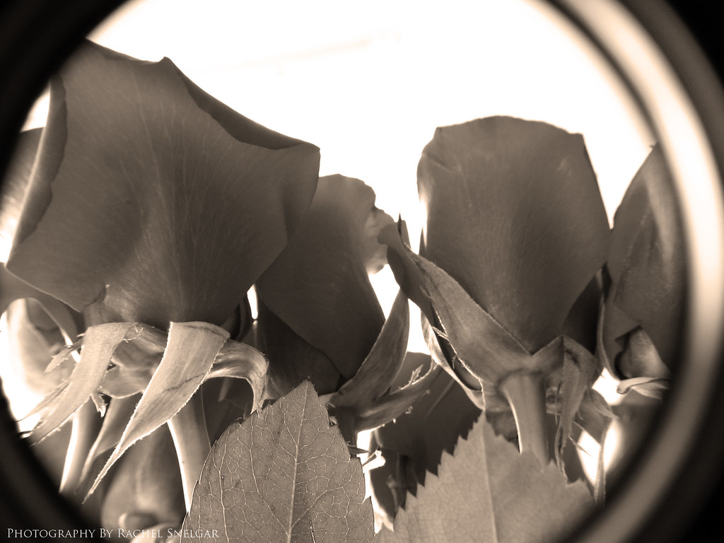2294528399_8d4706bc6d_b.jpg