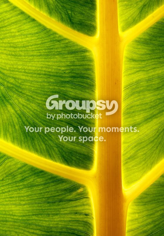 leaf092511.jpg
