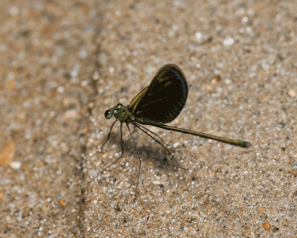 4804185535_b4d82fc2d4_o.gif