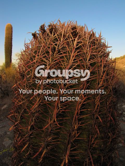 cactus.jpg