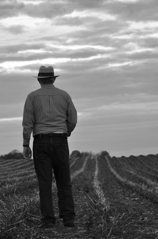 Original-Cotton-Row-for-the.gif