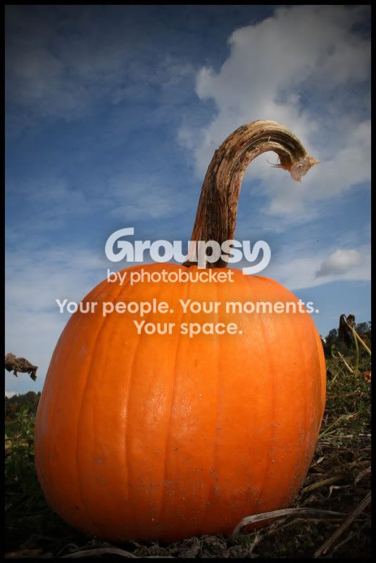 PumkinPatch098copy.jpg