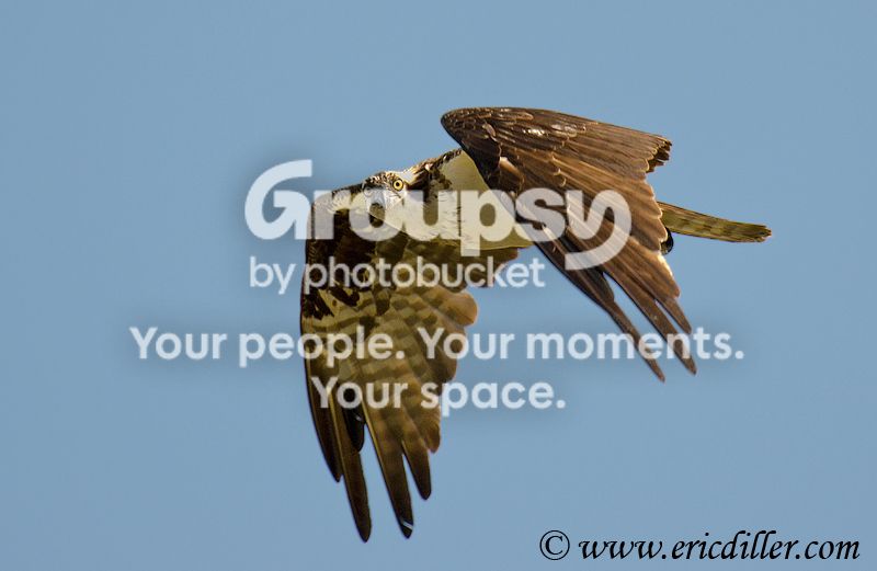 _ECD4816-copy800.jpg