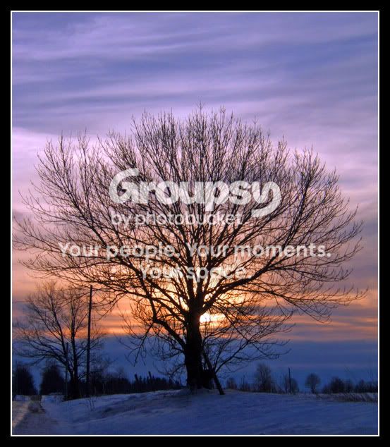 tree.jpg