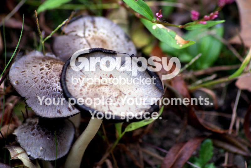 Shroom.jpg