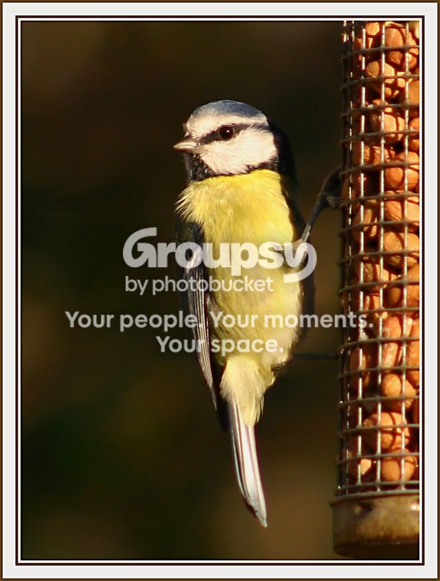 BlueTit.jpg