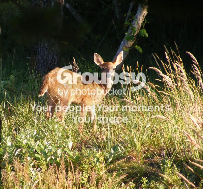Fawn1.jpg