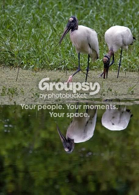 Woodstork-feeding.jpg