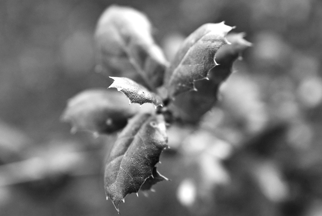 3226797692_19aae5a9f0_b.jpg