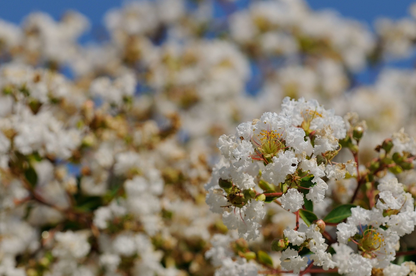 DSC_00076-X3.jpg