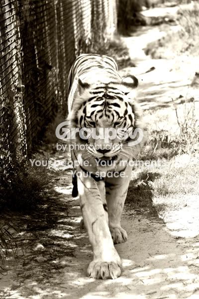 Tigerbrownie.jpg
