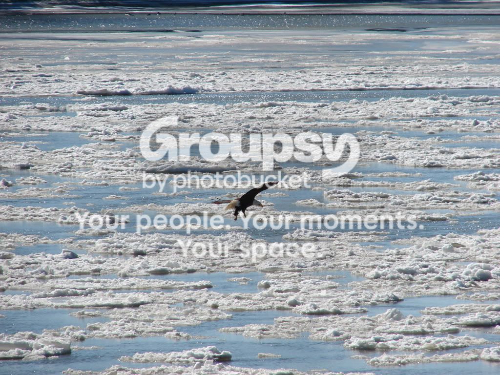 eagle076.jpg