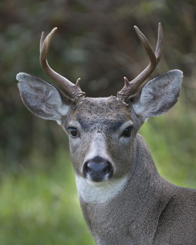 Deer_me.jpg