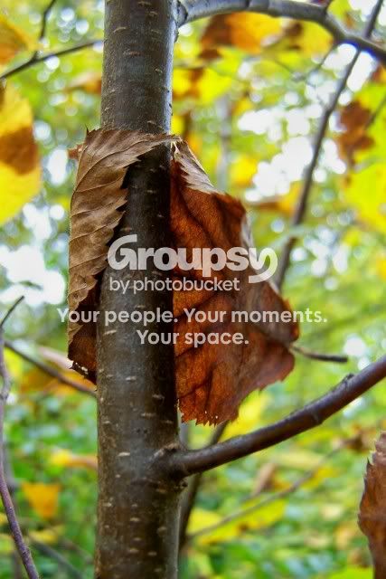 tree-huggingleafcroppedgood.jpg