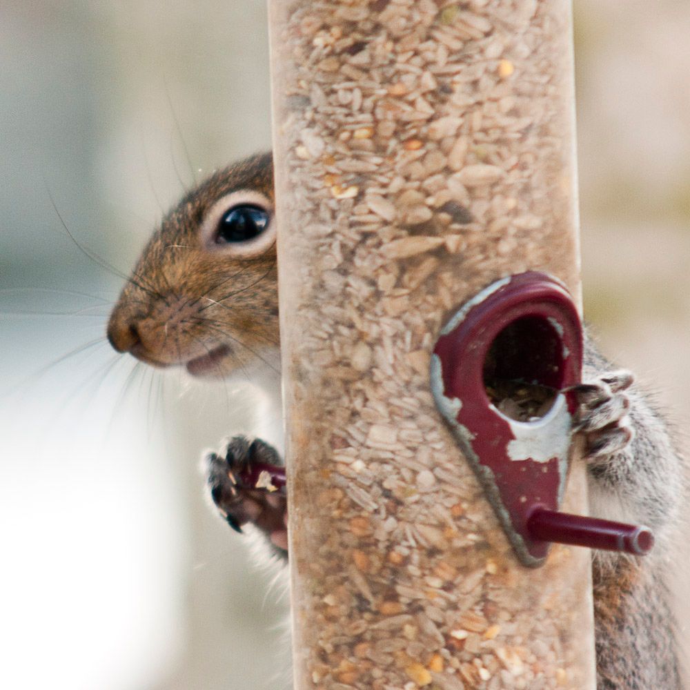 Squirrells-5.jpg