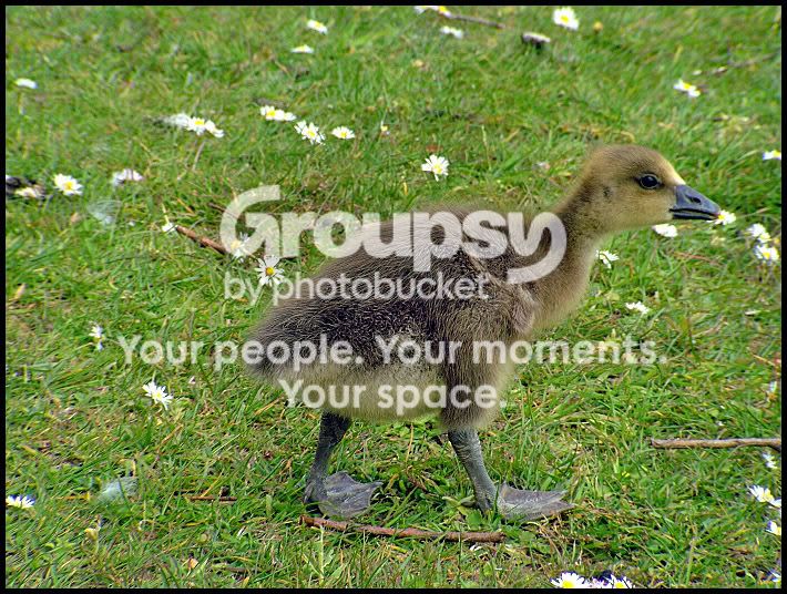 Gosling3.jpg