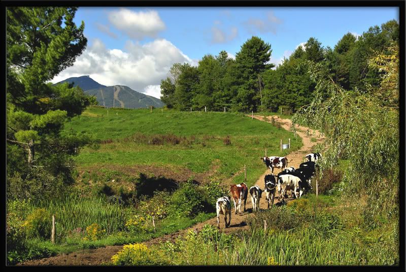 mountainpasture.jpg