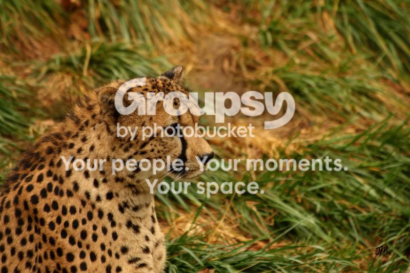 Cheetah-ToledoZoo-200811.jpg