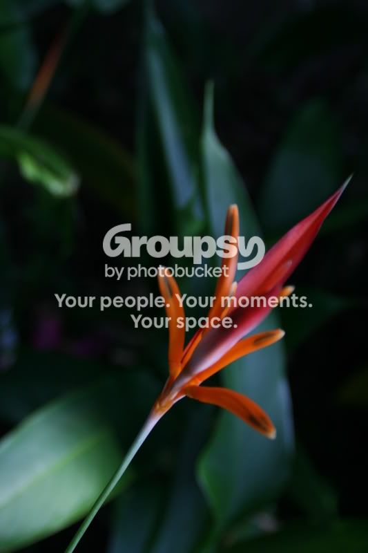 backyardflowers139.jpg