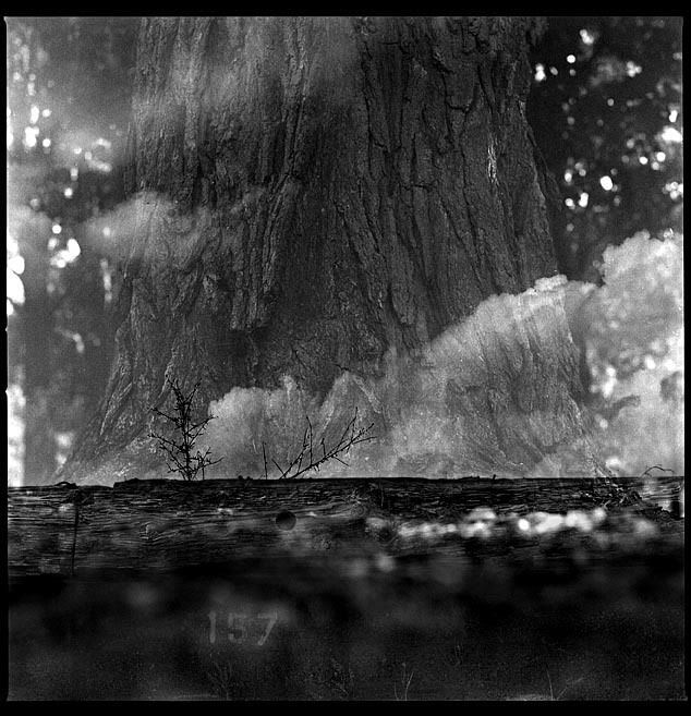 tree157.jpg