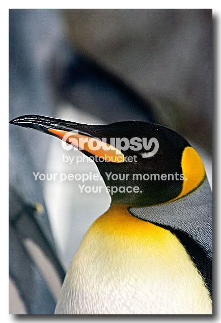 Penguin1.jpg