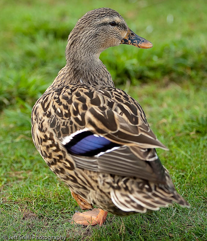 Duck2.jpg