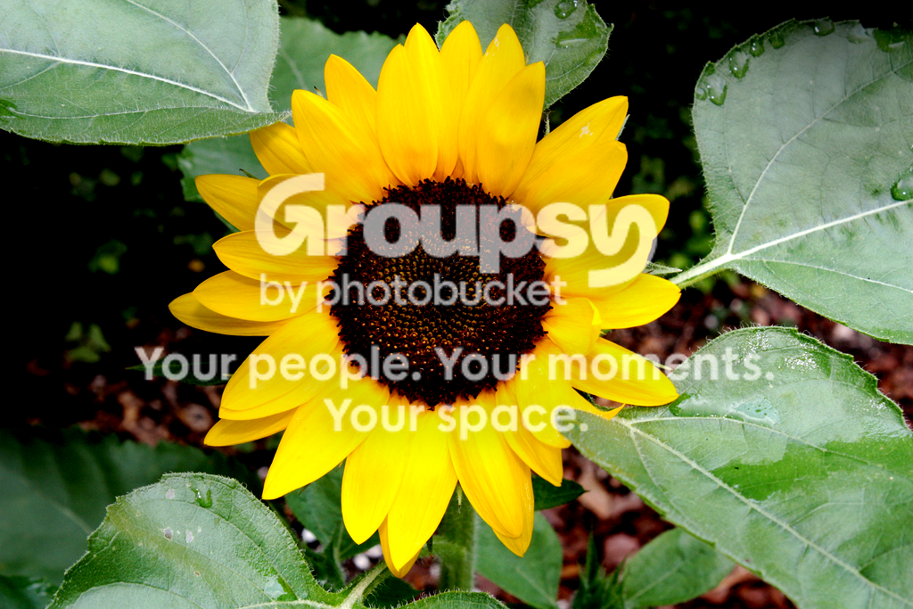 6414737659_68bc189409_b.png