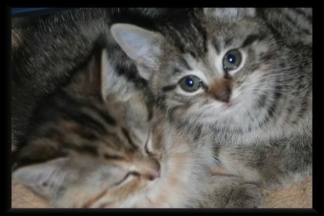 kittens.jpg