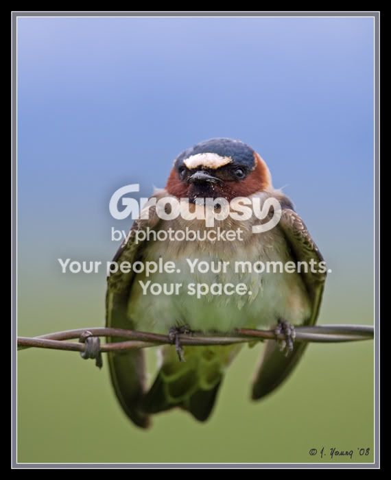 swallow-3.jpg