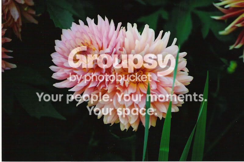 Flowers.jpg