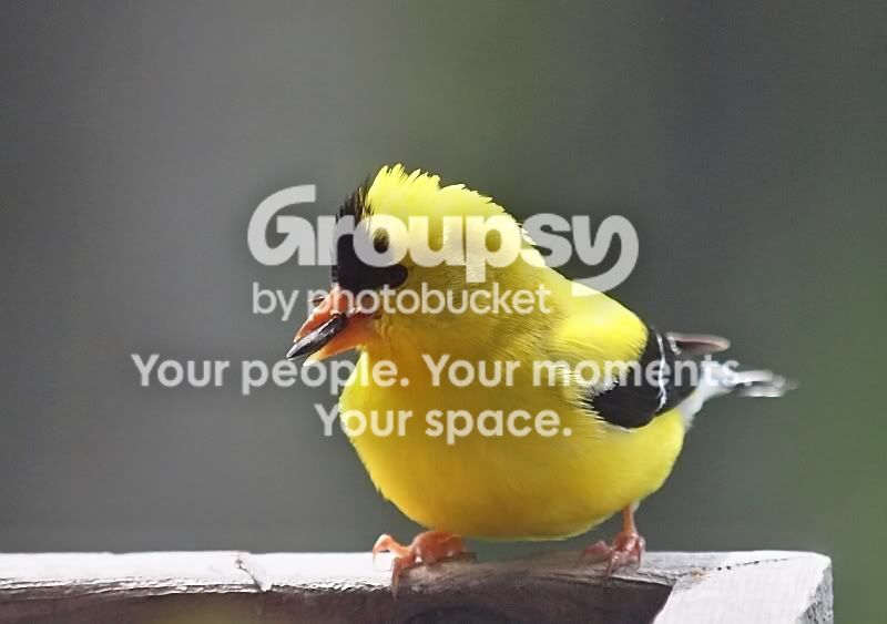 Goldfinchpunkhair-1.jpg