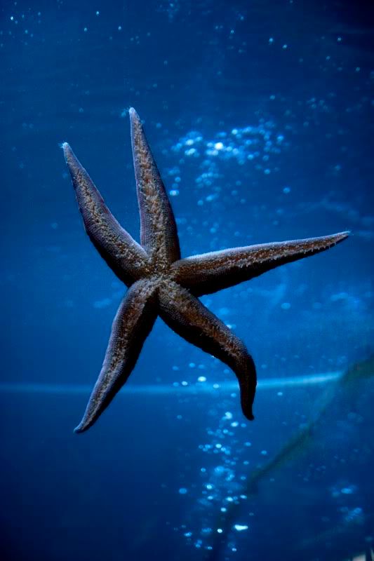 starfish.jpg