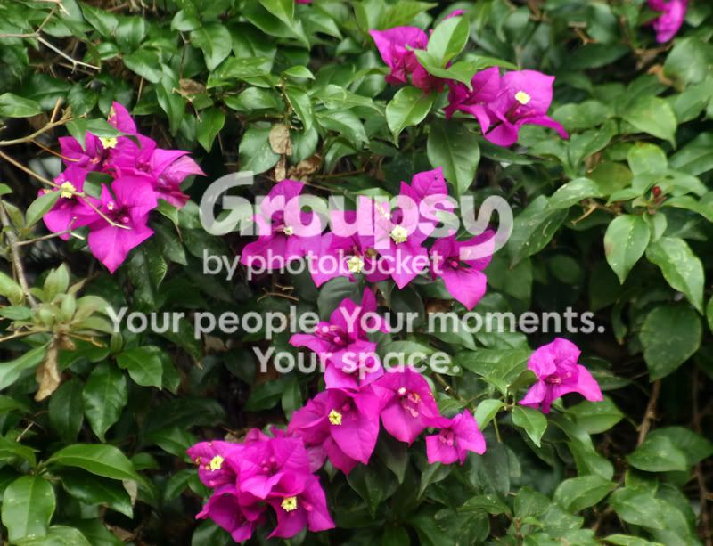 flores2-1.jpg