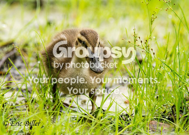 _ECD2462-copy800.jpg
