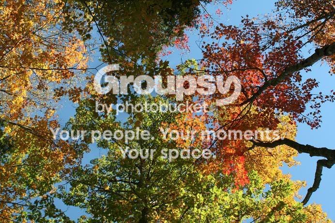 Fall.jpg