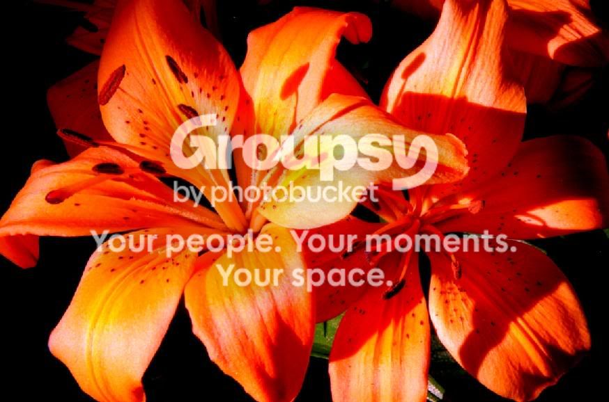 orangeflower.jpg