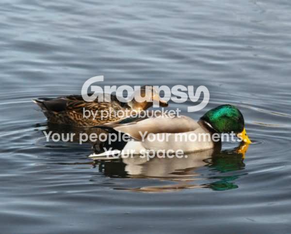 Ducks1.jpg