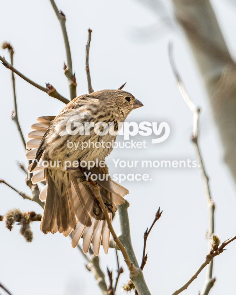 wings_zps6d1909a8.jpg~original