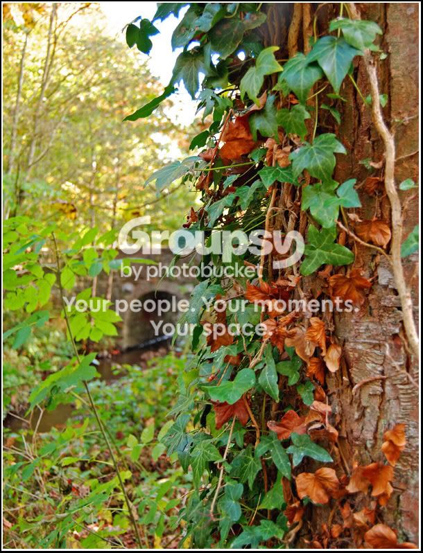 TreeandBridge.jpg
