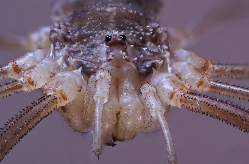 harvest_spider_02.jpg