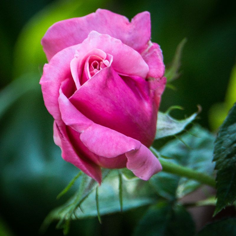 20120726-_MG_4387.jpg
