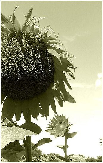 work.5888338.1.flat,550x550,075,f.sepia-sunflower.jpg